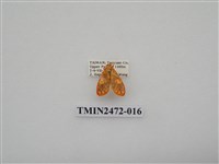 藏品(三色豔苔蛾)的圖片